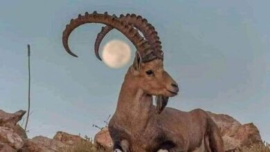 الوعل اليمني