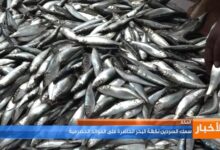 سمك السردين.. نكهة البحر الحاضرة على الموائد الحضرمية