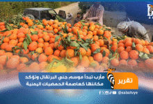 مأرب تبدأ موسم جني البرتقال وتؤكد مكانتها كعاصمة الحمضيات اليمنية