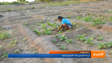 حضرموت الزحف العمراني يهدد الأراضي الزراعية