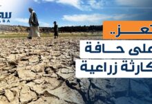 الجفاف والصقيع يهددان الزراعة في تعز
