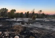 جانب مما تركه حريق اندلع في إحدى مزارع الحمضيات في الأغوار الشمالية (الجزيرة)